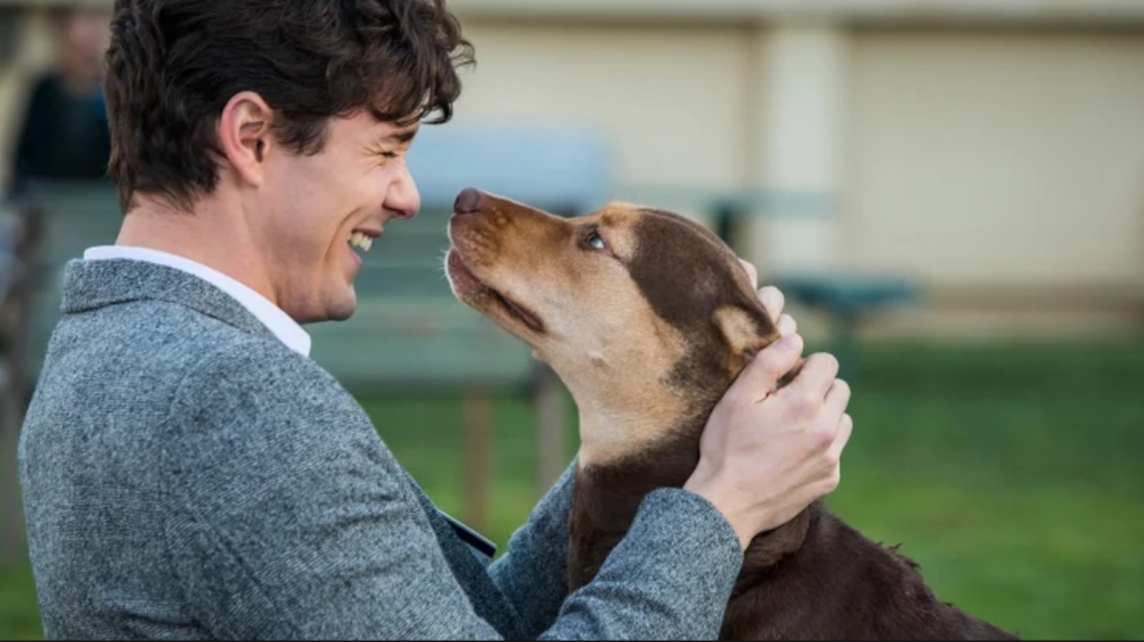 slange Gummi Effektivt Hunden Bella er på eventyr i 'A Dog's Way Home' – Filmskribenten